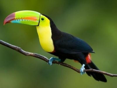 Chim Toucan mỏ thuyền Chim Toucan mỏ thuyền