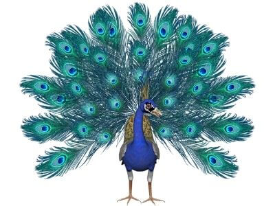 Chim công (Pavo) Chim công (Pavo)