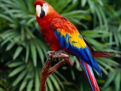 Vẹt đỏ đuôi dài Vẹt đỏ đuôi dài