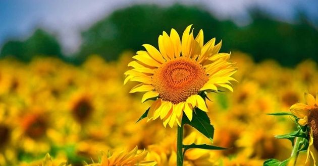 Loài hoa tượng trưng cho sự mạnh mẽ