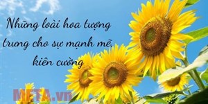 Những loài hoa tượng trưng cho sự mạnh mẽ, kiên cường
