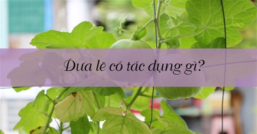 Dưa lê có tác dụng gì? Bà bầu ăn được không? Cách chọn dưa lê ngon