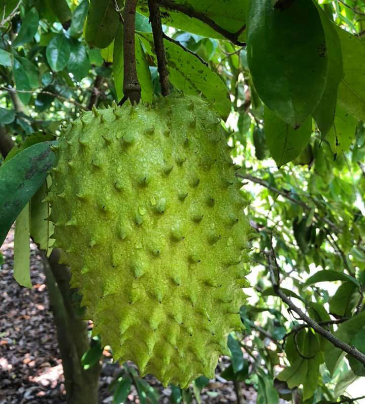 Quả mãng cầu xiêm Quả mãng cầu xiêm