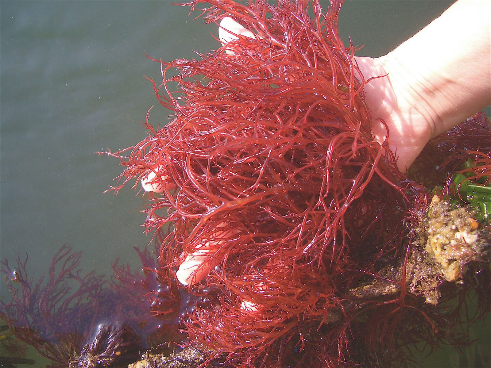 Thành phần của bột rau câu Thành phần của bột rau câu