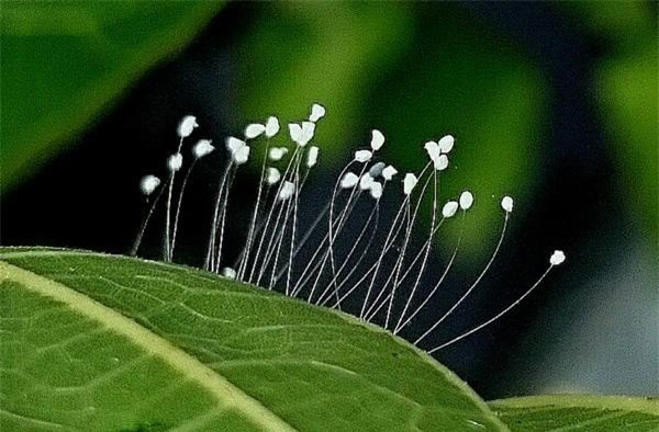 Tìm hiểu về hoa ưu đàm