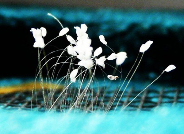 Đặc điểm nhận biết hoa ưu đàm