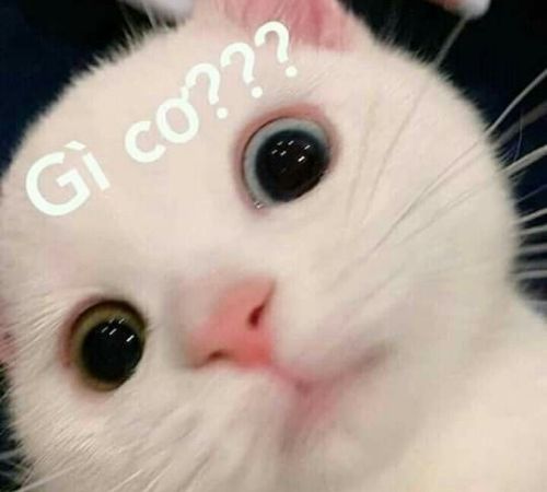 meme mèo bựa meme mèo bựa