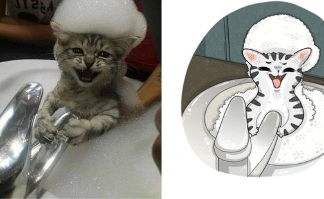 meme mèo bựa meme mèo bựa