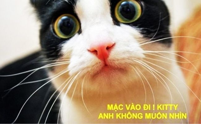 meme mèo bựa meme mèo bựa