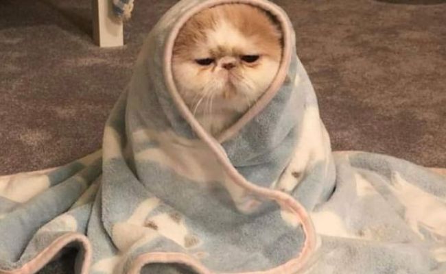 meme mèo bựa meme mèo bựa