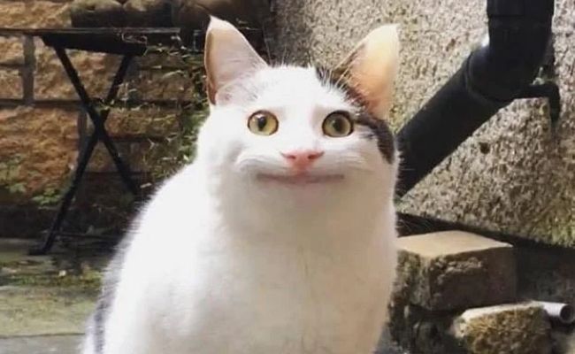 meme mèo bựa meme mèo bựa