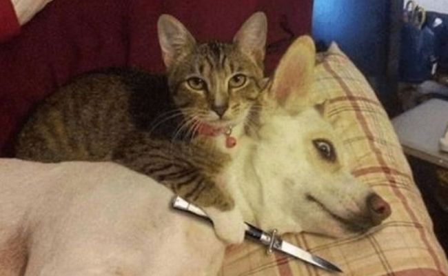 meme mèo bựa meme mèo bựa