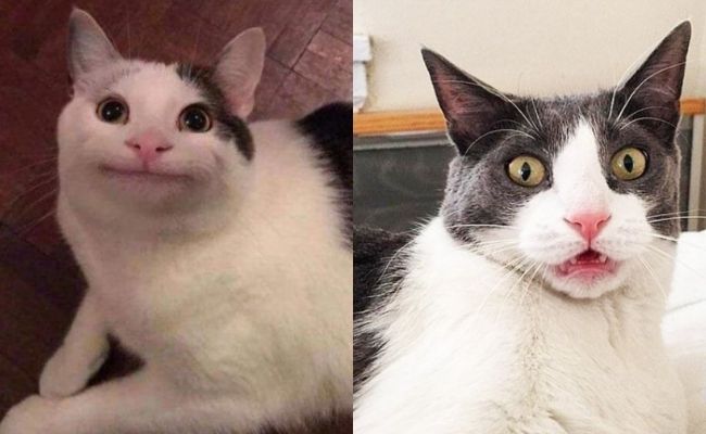 meme mèo bựa meme mèo bựa