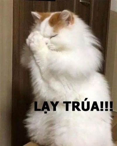 meme mèo bựa meme mèo bựa