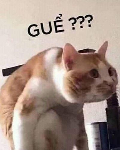 meme mèo bựa meme mèo bựa