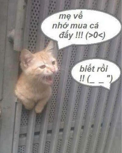 meme mèo bựa meme mèo bựa