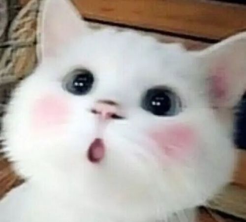 meme mèo bựa meme mèo bựa