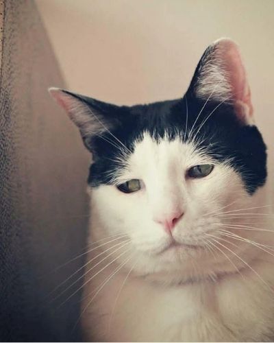 meme mèo bựa meme mèo bựa