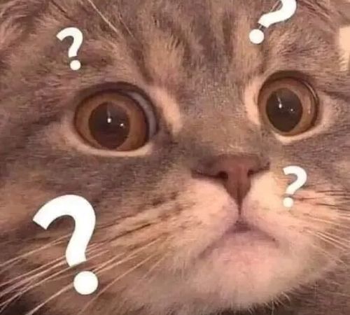 meme mèo bựa meme mèo bựa