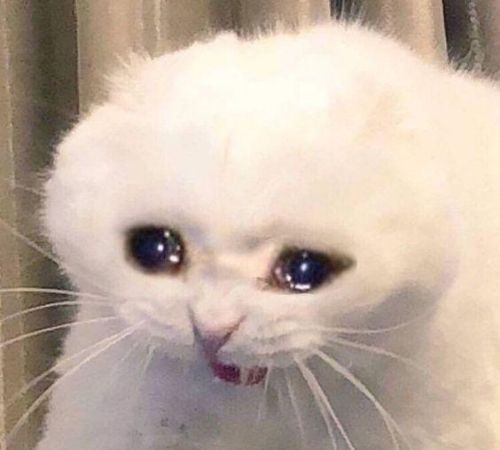 meme mèo bựa meme mèo bựa