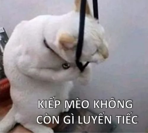 meme mèo bựa meme mèo bựa