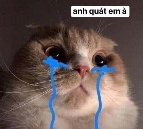 meme mèo bựa meme mèo bựa