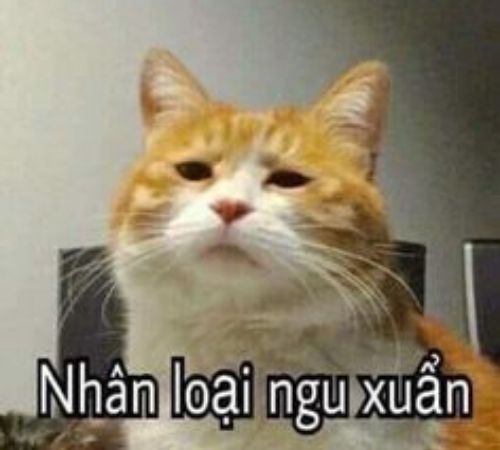meme mèo bựa meme mèo bựa