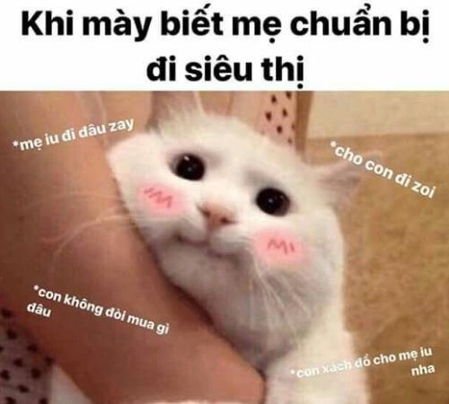 meme mèo bựa meme mèo bựa