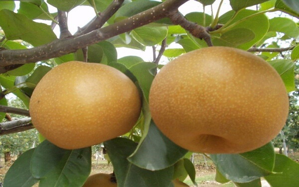 Tìm hiểu về quả mắc cọp Tìm hiểu về quả mắc cọp