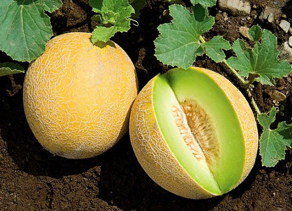 Dưa lưới vàng ruột xanh