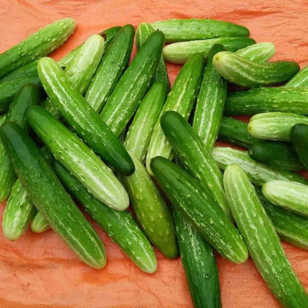 Dưa chuột nếp ta