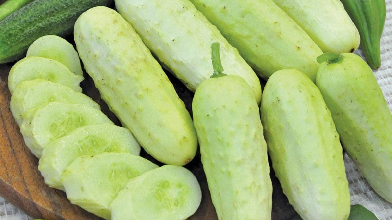 Dưa chuột trắng