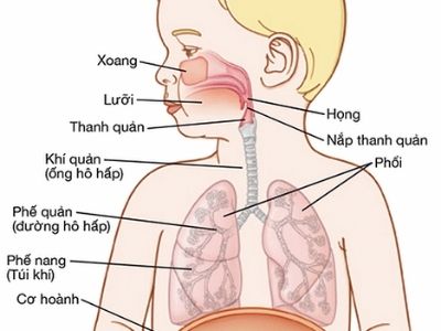 Hệ hô hấp Hệ hô hấp