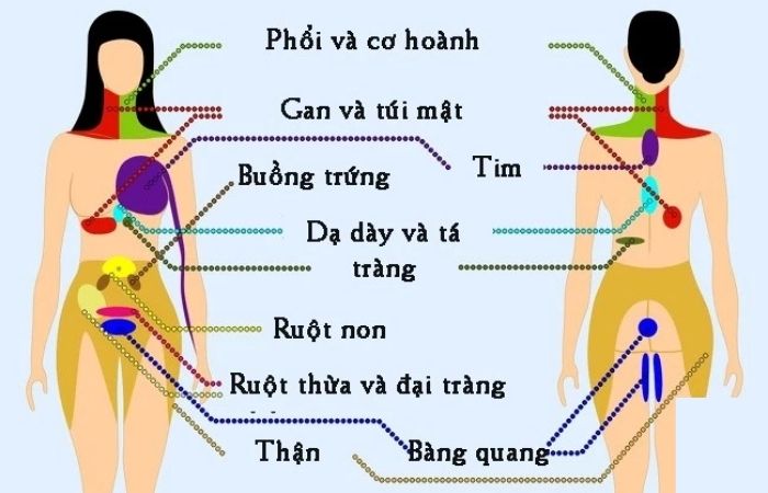 Bộ phận cơ thể Bộ phận cơ thể