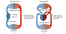 Tên và vị trí các bộ phận trên cơ thể người