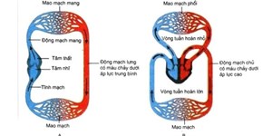 Tên và vị trí các bộ phận trên cơ thể người