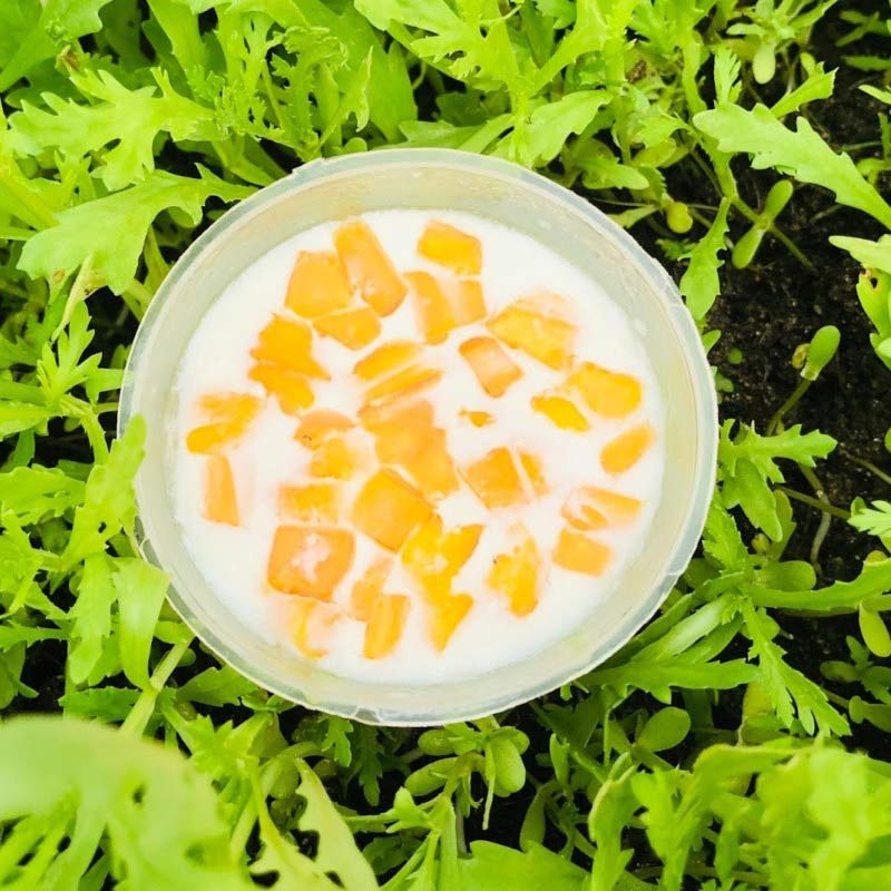 Cách làm sữa chua mít đơn giản tại nhà Cách làm sữa chua mít đơn giản tại nhà