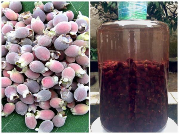 Cách ngâm rượu sim khô Cách ngâm rượu sim khô