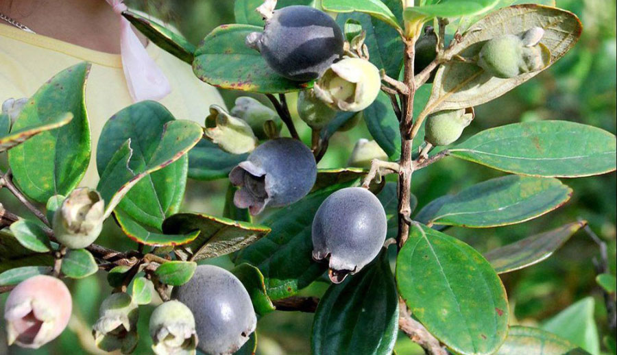 Quả sim có tác dụng gì Quả sim có tác dụng gì