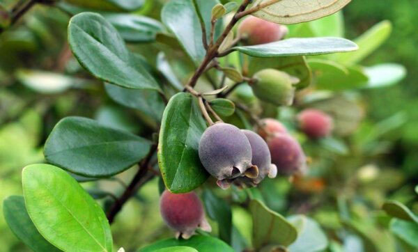 Hình ảnh quả sim Hình ảnh quả sim