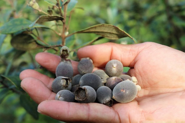 Hình ảnh quả sim Hình ảnh quả sim