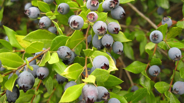 Hình ảnh quả sim Hình ảnh quả sim