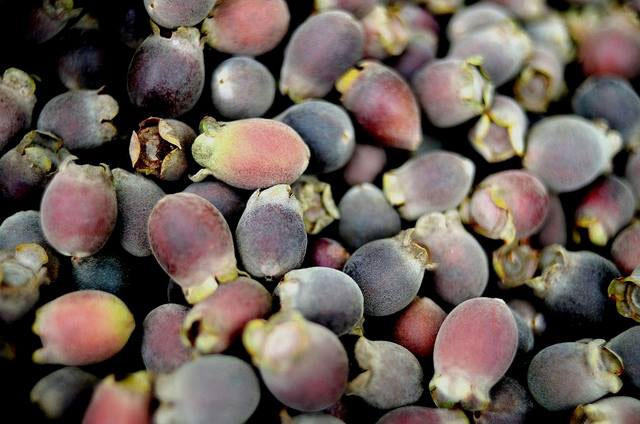 Hình ảnh quả sim Hình ảnh quả sim