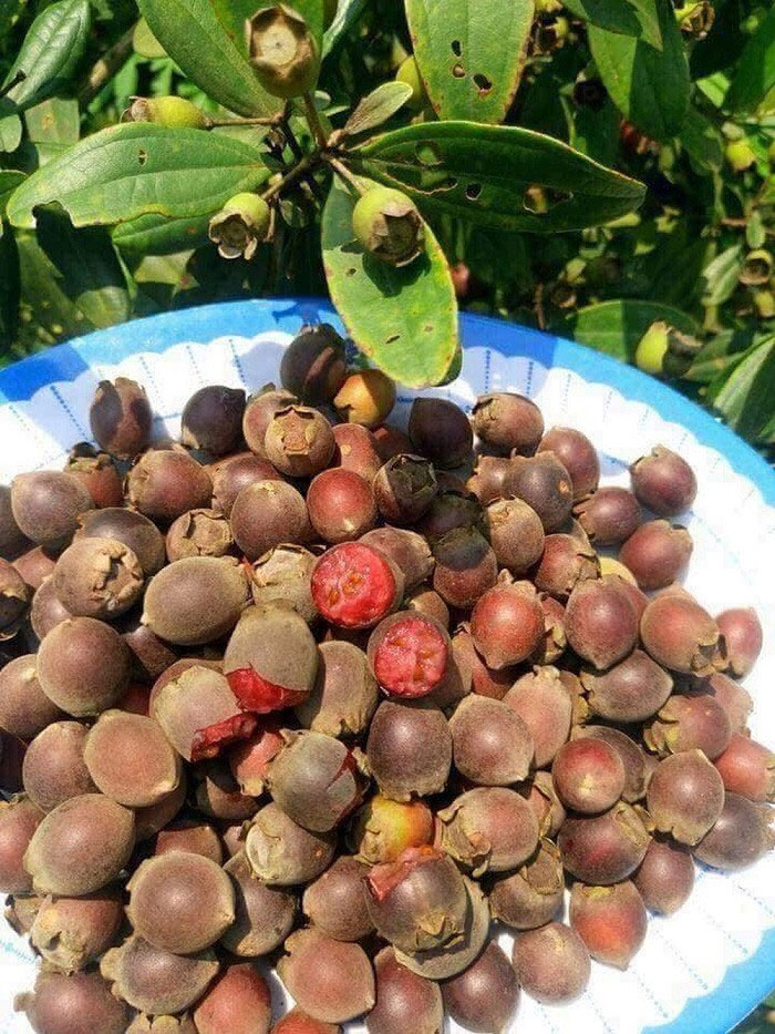 Hình ảnh quả sim Hình ảnh quả sim