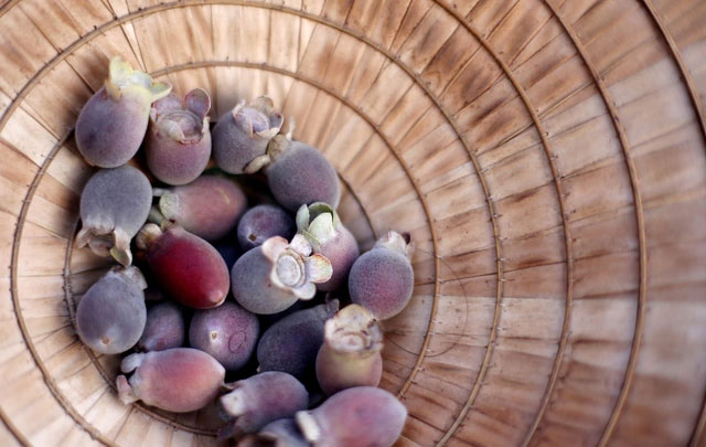 Hình ảnh quả sim Hình ảnh quả sim