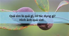 Quả sim là quả gì, có tác dụng gì? Hình ảnh quả sim