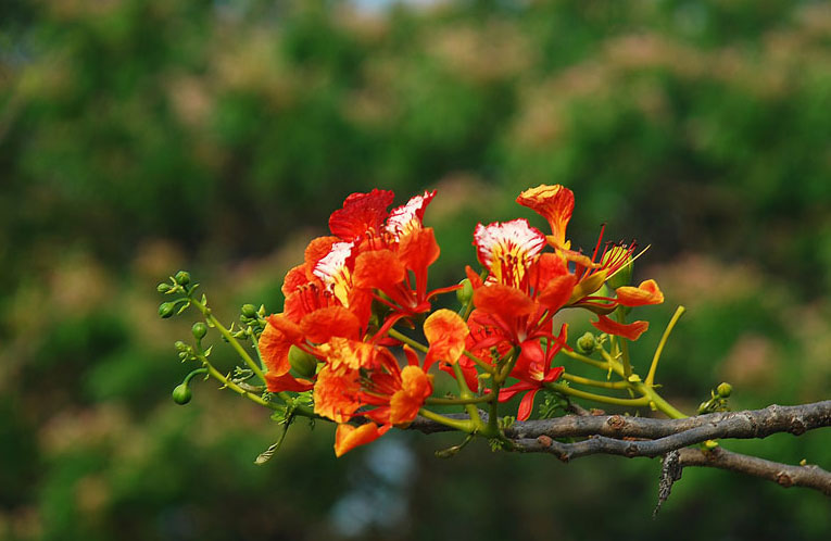 Bài phát biểu tổng kết năm học