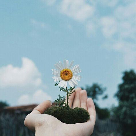 Ảnh bầu trời và hoa 1