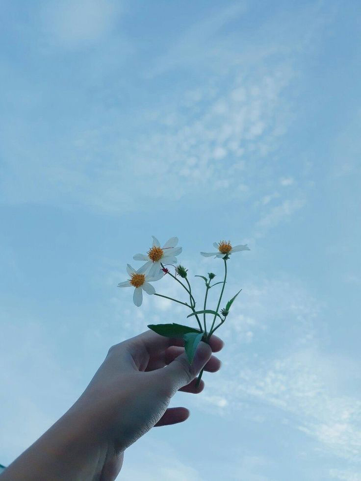 Ảnh bầu trời và hoa 2