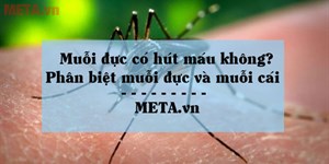 Muỗi đực có hút máu không? Phân biệt muỗi đực và muỗi cái